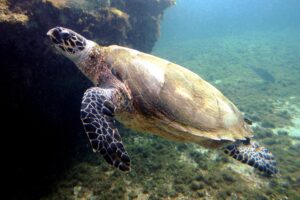 A hawksbill turtle swimming in the ocean