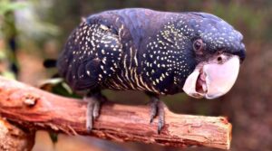 Picture of black cockatoo