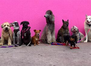 dogs