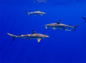 sharks