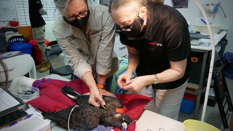 Researchers tagging a black cockatoo