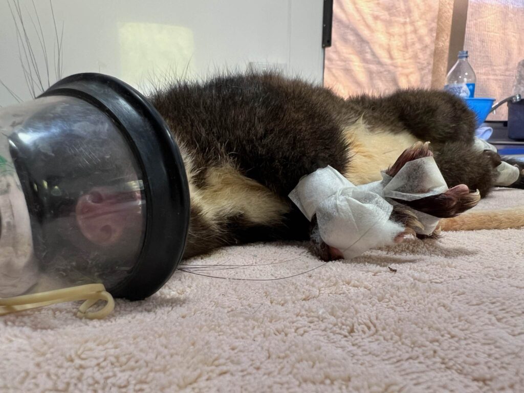 Possums receive third degree burns from man made structures in summer.
Source : Suzanne Strapp