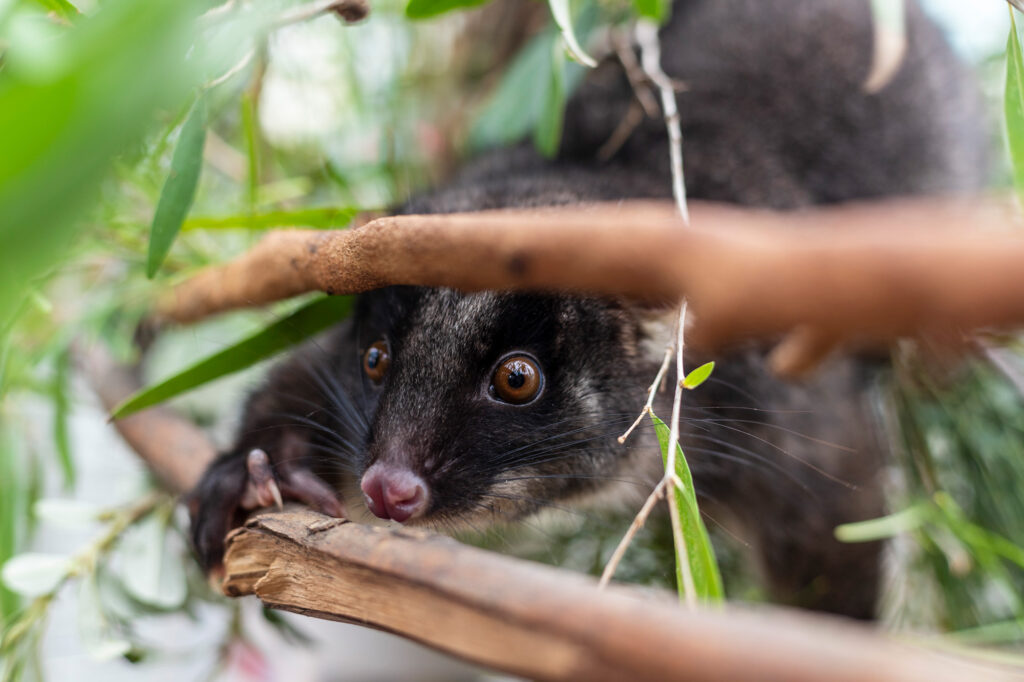 Wester Ringtail possum taken at possum finishing school
Source Craig Duncan