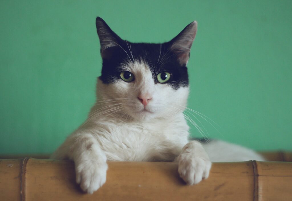 black and white cat sitting behind wooden edge in front of green background