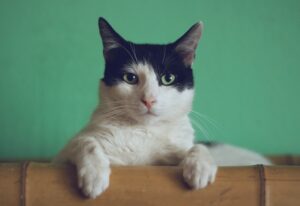 black and white cat sitting behind wooden edge in front of green background