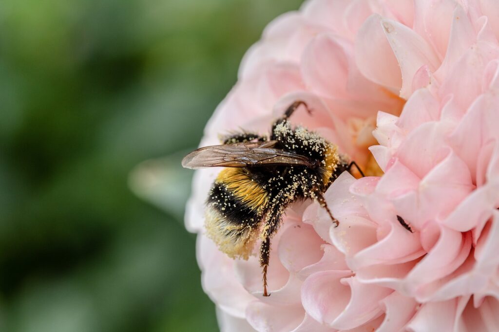 Bee pollinating a flower.